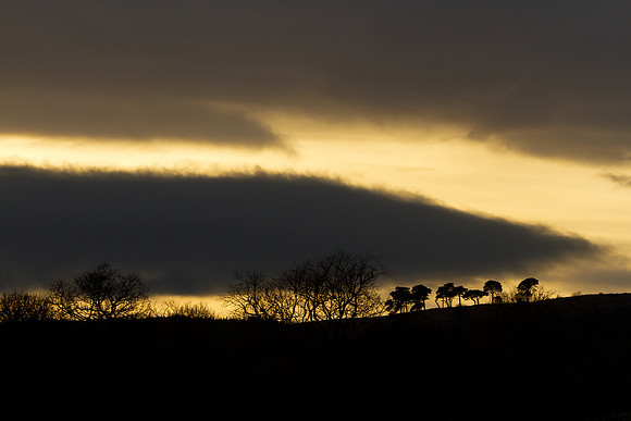 Golden Skyline_0045