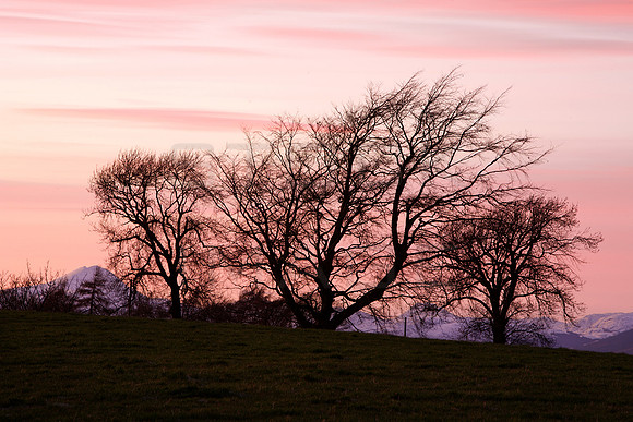 Trossachs Trees in Silhouette_2619.