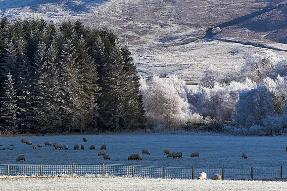Yarrow Valley in Deep Frost_2523