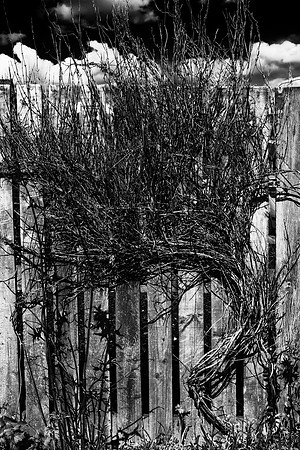 Creeping Old Age_0585