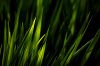 Greenleaves_8663-90D
