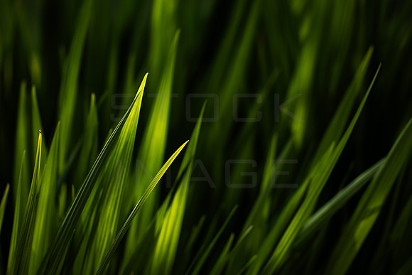 Greenleaves_8663-90D
