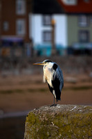 One Legged Heron_8921-90D-anstruther