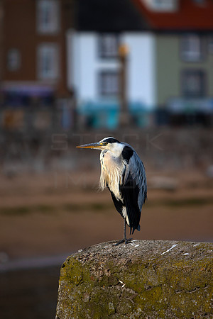 One Legged Heron_8921-90D-anstruther
