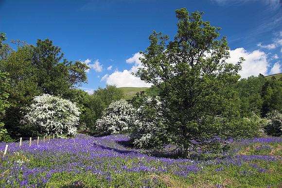 Bluebells and Mayflowers