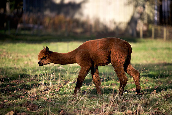 Alpaca_6956