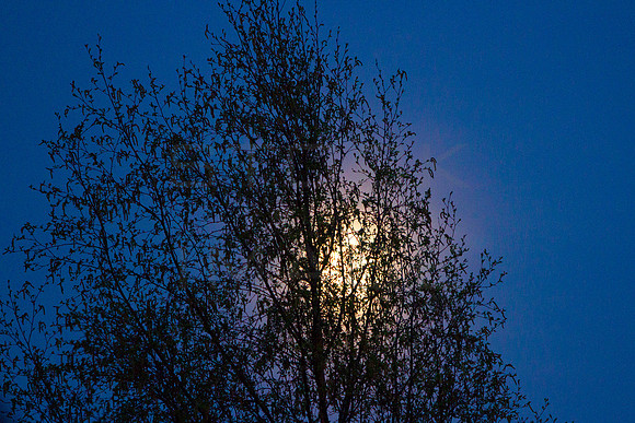 Moon behind Trees_0062