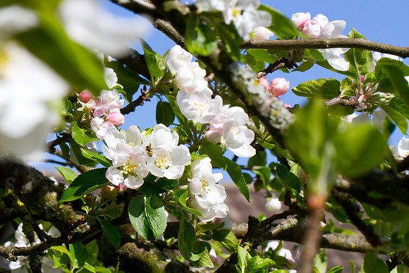 Hoverfly on Apple Blossom_0011