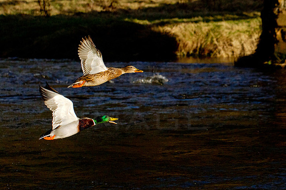 Ducks in Flight_0023