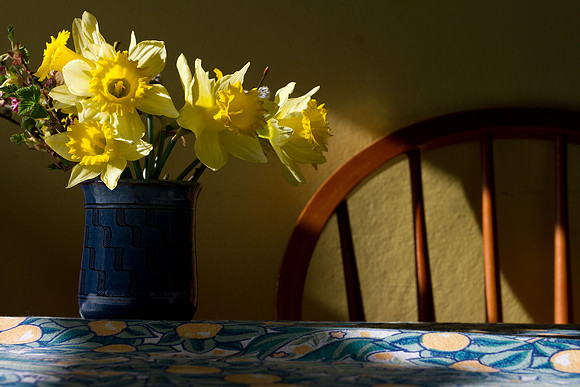 Daffodils in Blue Vase_0140