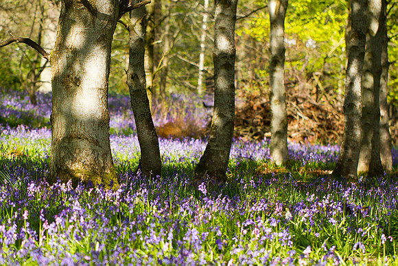 April Bluebells-0040