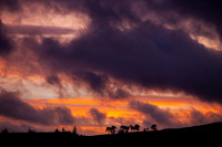 Amber Anger above Pines_5649_5D