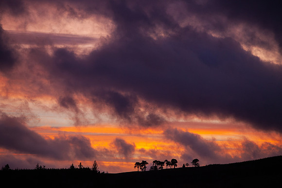 Amber Anger above Pines_5649_5D