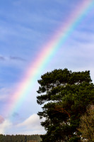 Rainbow over Pine Tree_8971-7D-local