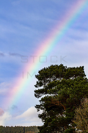 Rainbow over Pine Tree_8971-7D-local