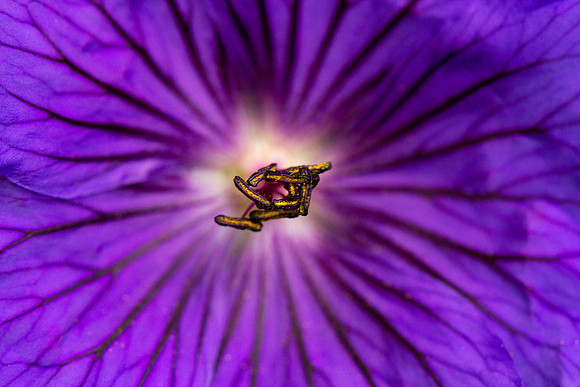 Golden Seeds on Purple Veins_9133