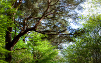 Green for Growth_9979