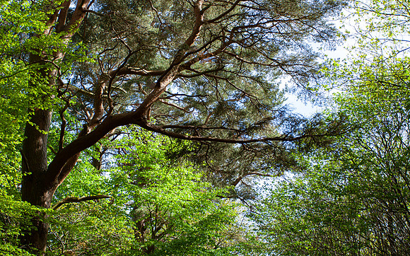 Green for Growth_9979