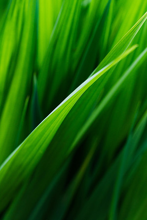 Green Blade_9141