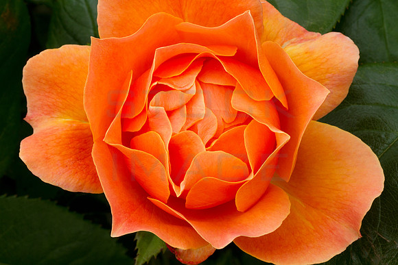 The Unfolding Secret_9277