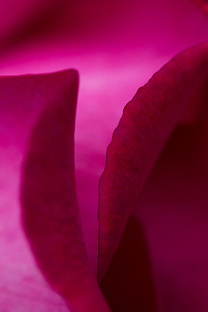 Purple Edge_9323