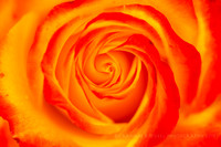 Furnace Spiral_9352 copy