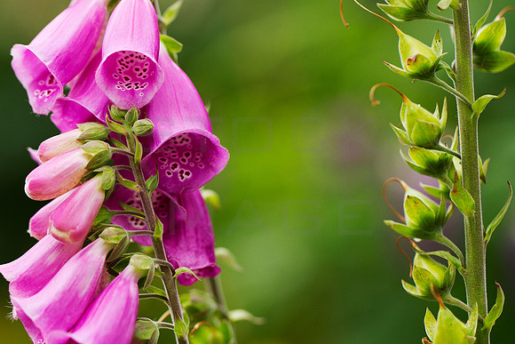 Fox Gloves and Stem_9372