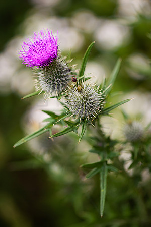 Scottish Thistle_9417