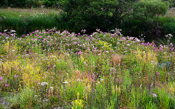 Riverbed Flowers_9438