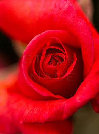 Rose Central_9308