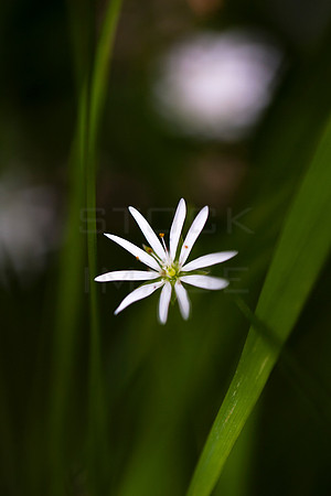 Lesser Stitchwort__9428