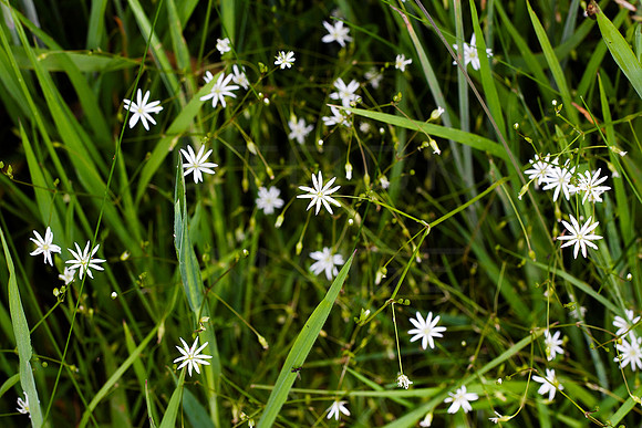 Lesser Stitchwort_9418