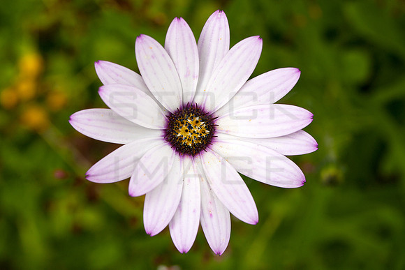 African Daisy_9475