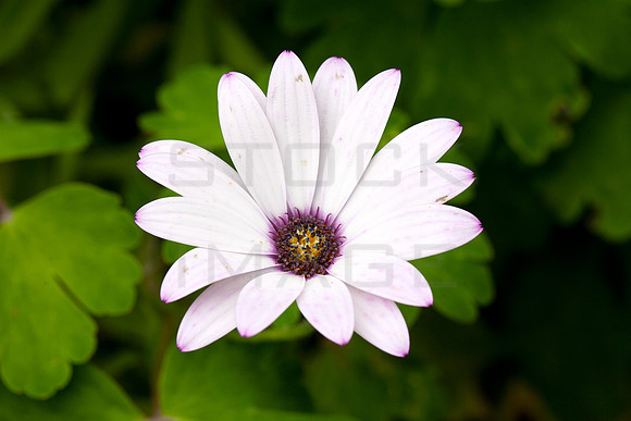 African Daisy_9481