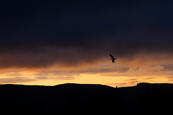 First Flight of Dawn_9523