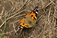 Painted Lady Butterfly_0533