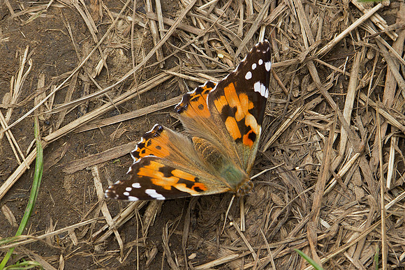 Painted Lady Butterfly_0533