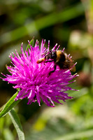 Bumble Bee on Knapweed_9705