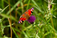 Peacock Butterfly_Aug_2019_9659