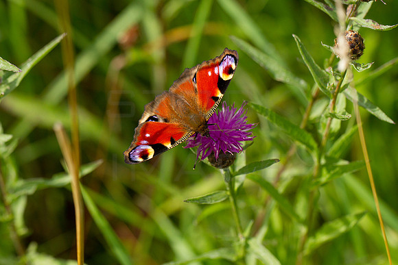 Peacock Butterfly_Aug_2019_9659