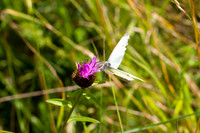 Small White Butterfly on Knapweed_9717