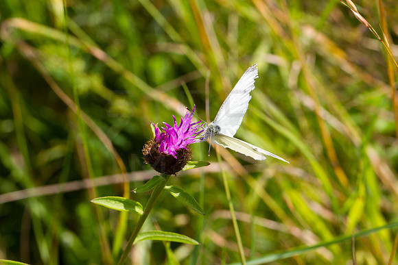 Small White Butterfly on Knapweed_9717