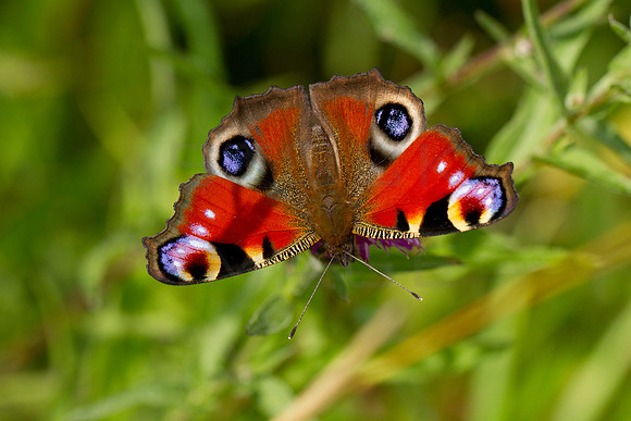 Peacock Butterfly_Aug_2019_9665