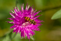 Hoverfly on Knapweed_9653