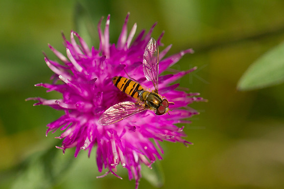Hoverfly on Knapweed_9653