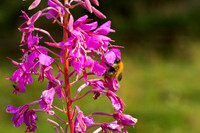 Bumble Bee on Rosebay Willowherb