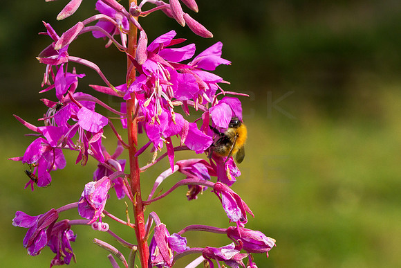 Bumble Bee on Rosebay Willowherb
