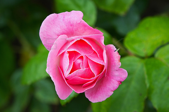 Pink Rose_9543