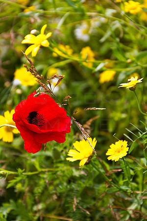Red Amongst Yellow_0584