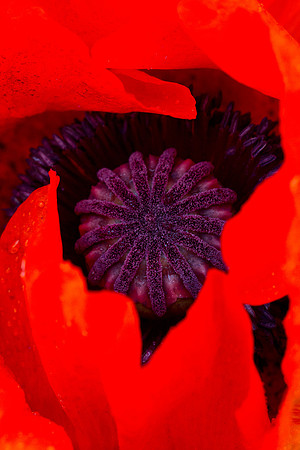 Beyond Orange_6544